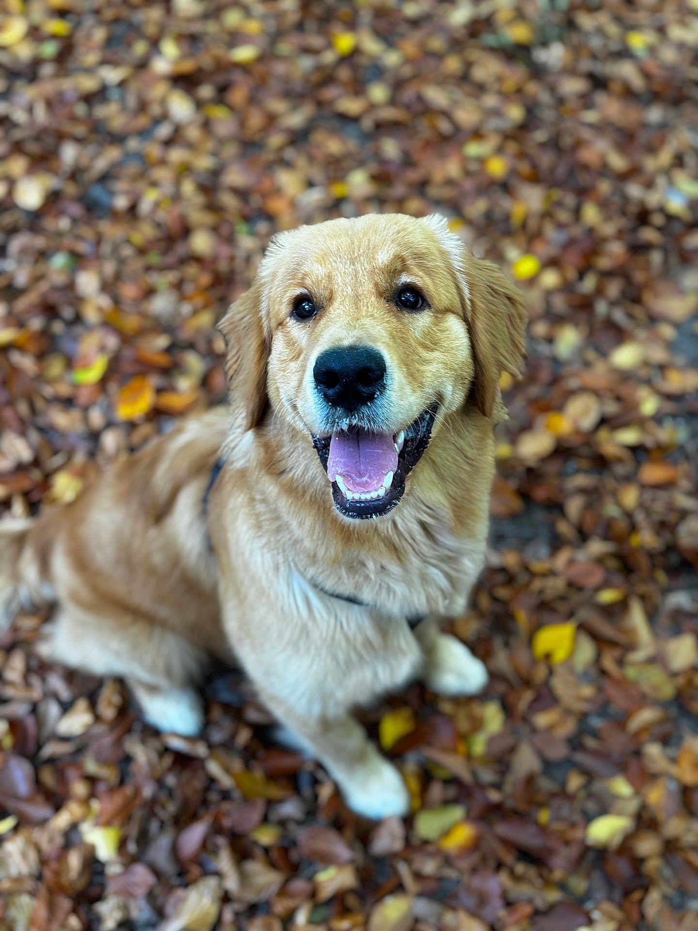 Agent Woody participe au concours pour gagner de l'argent avec cette photo : animal, autumn, brown, canine, closeup, cute, dog, fur, golden_retriever, happy, leaves, mammal, nature, outdoor, pet, playful, portrait, puppy, smiling, tongue_out