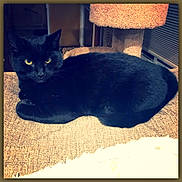 Luna joined the competition — help win amazing prizes! black_cat, cat, indoor, furniture, couch, pet, animal, yellow_eyes, relaxed, looking_at_camera, cat_tree, window_blinds, cozy, home, fur, whiskers, mammal, domestic_animal, resting, close_up