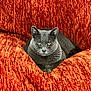 cat, gray_cat, pet, animal, feline, sitting, couch, orange_couch, texture, indoor, fur, yellow_eyes, relaxed, looking_at_camera, close_up, whiskers, ears, paw, resting, home