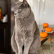 Luka joined the competition — help win amazing prizes! cat, gray_cat, feline, pet, animal, indoor, countertop, granite, orange_pumpkins, decor, blurred_background, sitting, fur, whiskers, ears, eyes, domestic_cat, portrait, calm, cozy