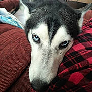 Bailey is registered to the contest to win money with this photo: animal, black_and_white, blanket, blue_eyes, canine, close_up, couch, cozy, dog, ears, face, fur, husky, indoors, muzzle, pet, plaid, portrait, resting, siberian_husky