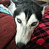 animal, black_and_white, blanket, blue_eyes, canine, close_up, couch, cozy, dog, ears, face, fur, husky, indoors, muzzle, pet, plaid, portrait, resting, siberian_husky