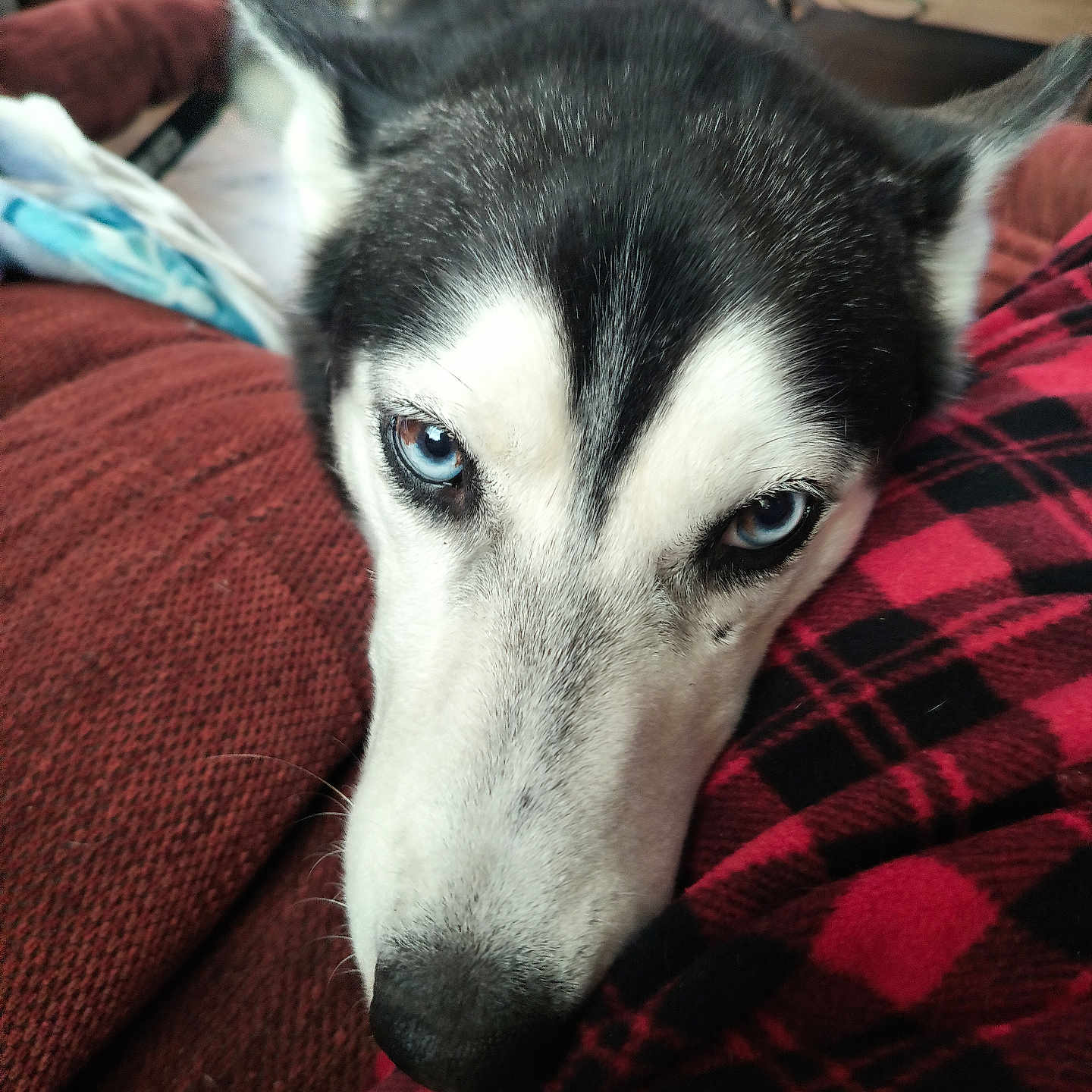 Bailey