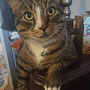 Archie joined the competition — help win amazing prizes! cat, tabby, green_eyes, close_up, paw, collar, bell, indoor, furniture, wood, curious, pet, animal, whiskers, face, domestic_cat, striped, mammal, household, resting