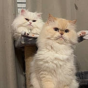 Snow joined the competition — help win amazing prizes! animal, cat, cat_tree, cream_colored_cat, curtains, cute, disco_balls, domestic_cat, eyes, feline, fluffy_cat, fur, indoor, lounging, pet, sitting, tail, two_cats, whiskers, white_cat