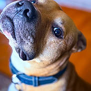 Yoyo joined the competition — help win amazing prizes! dog, pet, close_up, portrait, snout, nose, collar, brown_fur, eye, whiskers, indoor, bokeh, shallow_depth_of_field, curious, canine, domestic_animal, looking_up, playful, fur, collar_tag