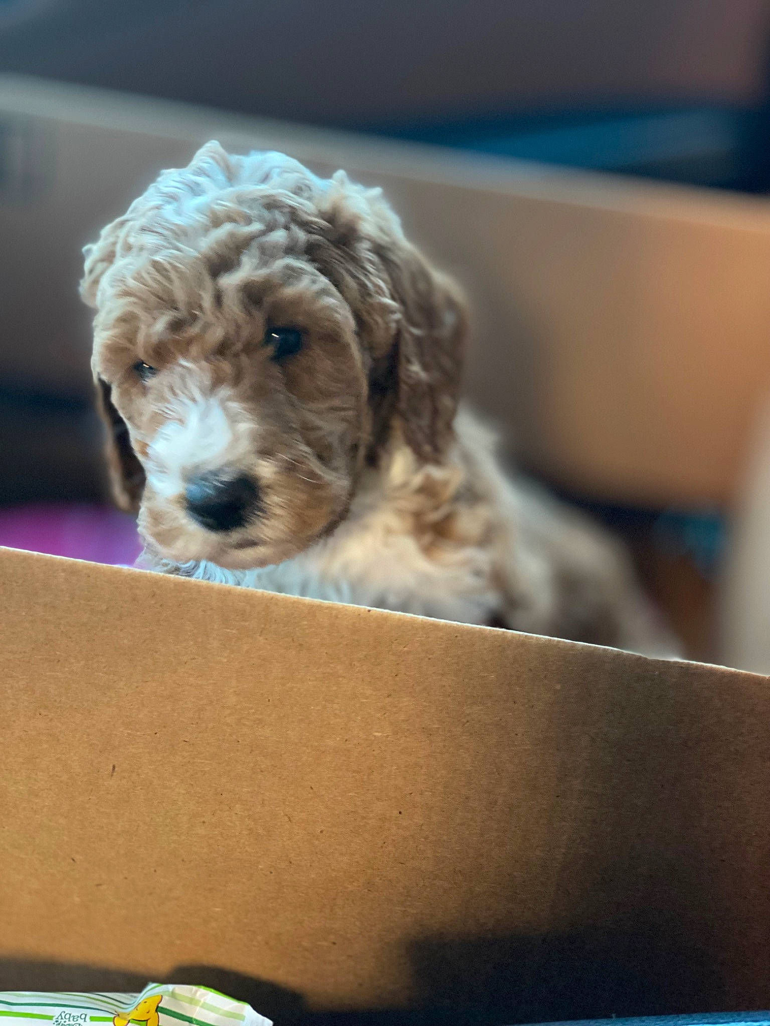 Kevin joined the competition — help win amazing prizes! box, canidae, carnivore, cockapoo, companion_dog, dog, dog_breed, fur, goldendoodle, labradoodle, maltepoo, non_sporting_group, poodle_crossbreed, puppy_love, small_terrier, snout, sporting_group, terrier, toy_dog, water_dog