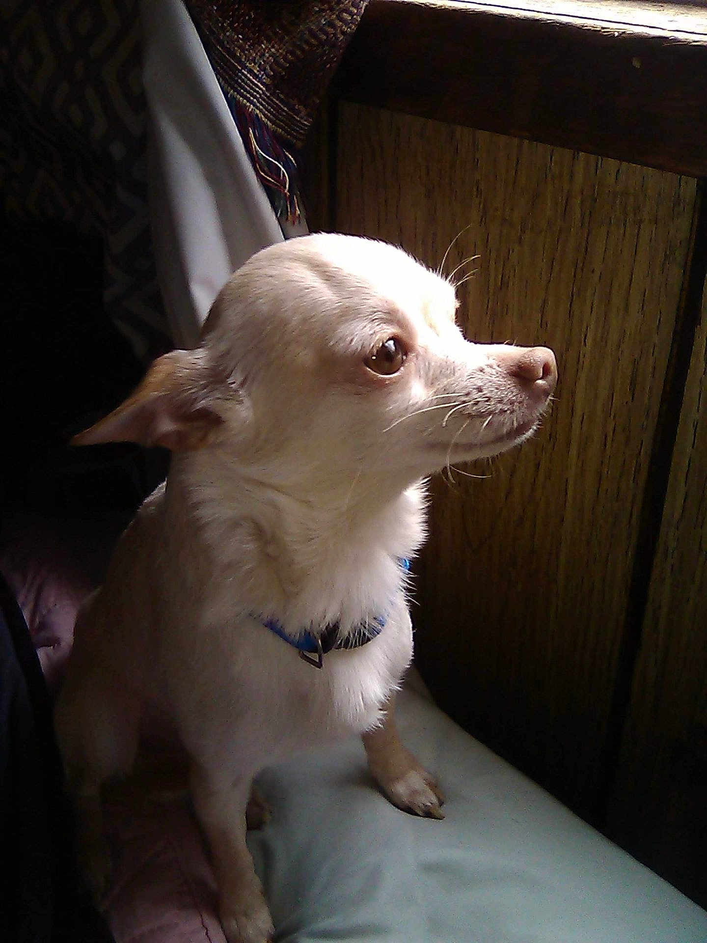 Hercules joined the competition — help win amazing prizes! dog, small_dog, light_fur, blue_collar, window_light, indoor, wood_paneling, cushion, pet, canine, side_view, whiskers, ears, snout, fur, sitting, looking_out, domestic_animal, quiet, calm