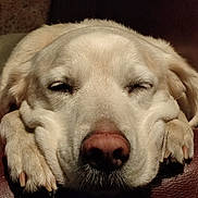 Max participe au concours pour gagner de l'argent avec cette photo : animal, calm, close_up, cute, dog, face, fur, indoor, leather, mammal, paw, peaceful, pet, pink_nose, portrait, relaxing, resting, sleeping, snout, whiskers