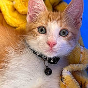 Turbo joined the competition — help win amazing prizes! kitten, cat, orange, white, blue_eyes, collar, bell, blanket, soft, fur, pet, cute, animal, closeup, indoor, young, whiskers, nose, ears, relaxed