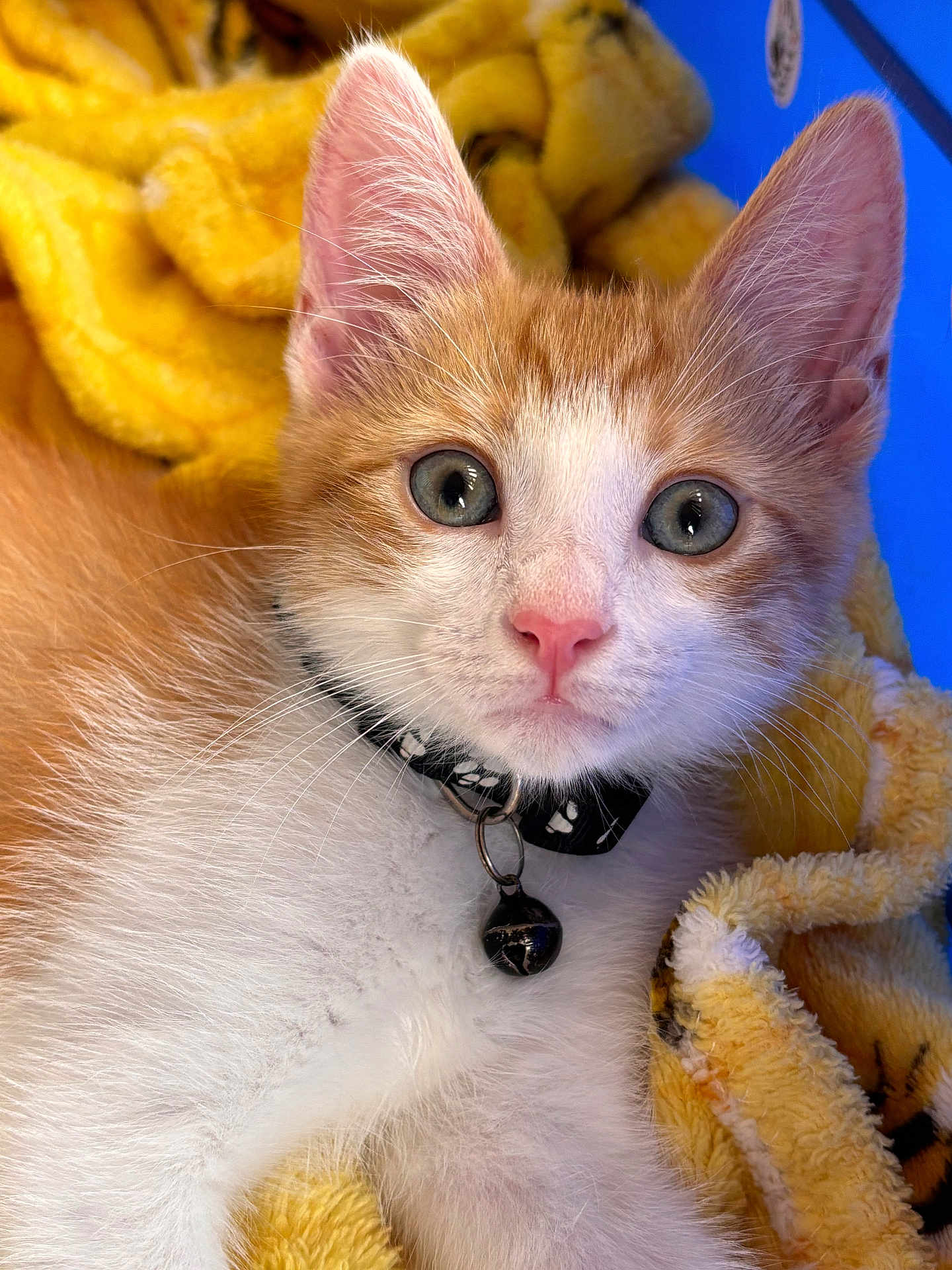 Turbo joined the competition — help win amazing prizes! kitten, cat, orange, white, blue_eyes, collar, bell, blanket, soft, fur, pet, cute, animal, closeup, indoor, young, whiskers, nose, ears, relaxed