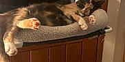 animal, bathing, bathtub, canine, cat, dog, furniture, hardwood, hottub, indoors, interiordesign, kitten, person, pet, sleeping, stainedwood, tub, window, windowsill, wood