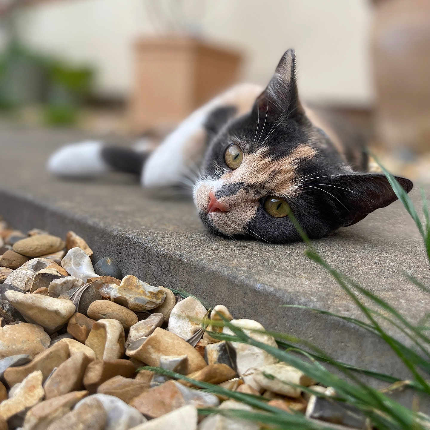 Cookie is registered to the contest to win money with this photo: alloywheel, animal, architecture, car, carwheel, cat, gravel, kitten, machine, manx, pebble, pet, road, rock, rubble, spoke, tire, transportation, vehicle, wheel