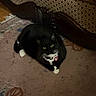 Chunky is registered to the contest to win money with this photo: animal, black_and_white, carpet, cat, collar, couch, dim_lighting, furniture, furry, green_eyes, heart_shaped_tag, indoor, lying_down, pet, portrait, rug, sitting, tag, tuxedo_cat, whiskers