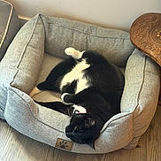 Chunky joined the competition — help win amazing prizes! black_and_white, cat, collar, couch, cozy, cushion, furniture, home_decor, indoor, living_room, lounging, pet, pet_bed, relaxed, side_table, sleeping, tuxedo_cat, upside_down, whiskers, wooden_floor