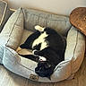 black_and_white, cat, collar, couch, cozy, cushion, furniture, home_decor, indoor, living_room, lounging, pet, pet_bed, relaxed, side_table, sleeping, tuxedo_cat, upside_down, whiskers, wooden_floor