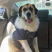 Bear is registered to the contest to win money with this photo: animal, backseat, canine, car_interior, companion, daylight, dog, domestic_animal, fluffy_fur, fur, happy, pet, seatbelt, sitting, sunlight, tongue_out, transportation, tshirt, vehicle, window