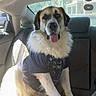 dog, pet, car_interior, backseat, tshirt, fluffy_fur, sitting, sunlight, happy, tongue_out, window, seatbelt, animal, canine, domestic_animal, transportation, daylight, vehicle, fur, companion
