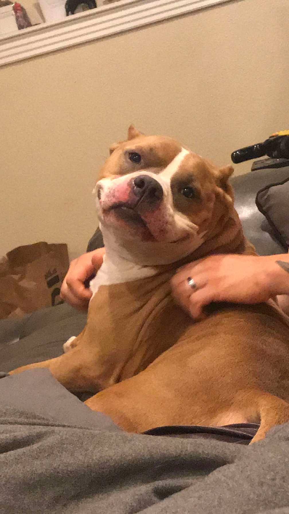 Hulk joined the competition — help win amazing prizes! ancient_dog_breeds, boston_terrier, camera, canidae, carnivore, comfort, companion_dog, dog, dog_breed, fawn, flooring, fur, molosser, non_sporting_group, puppy, toy_dog, whiskers, wood, working_animal, working_dog