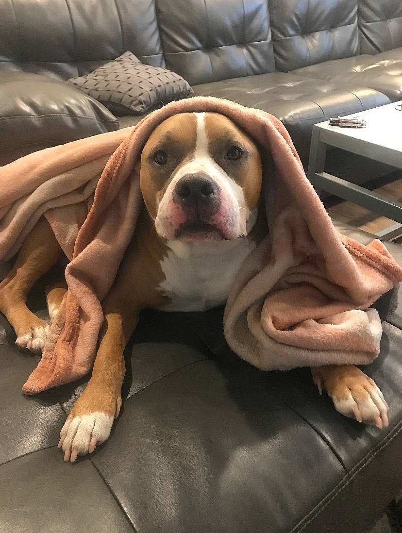 Hulk joined the competition — help win amazing prizes! ball, basset_hound, canidae, carnivore, comfort, companion_dog, couch, dog, dog_breed, dog_supply, fawn, fur, hound, liver, non_sporting_group, scent_hound, snout, sporting_group, wood, working_animal