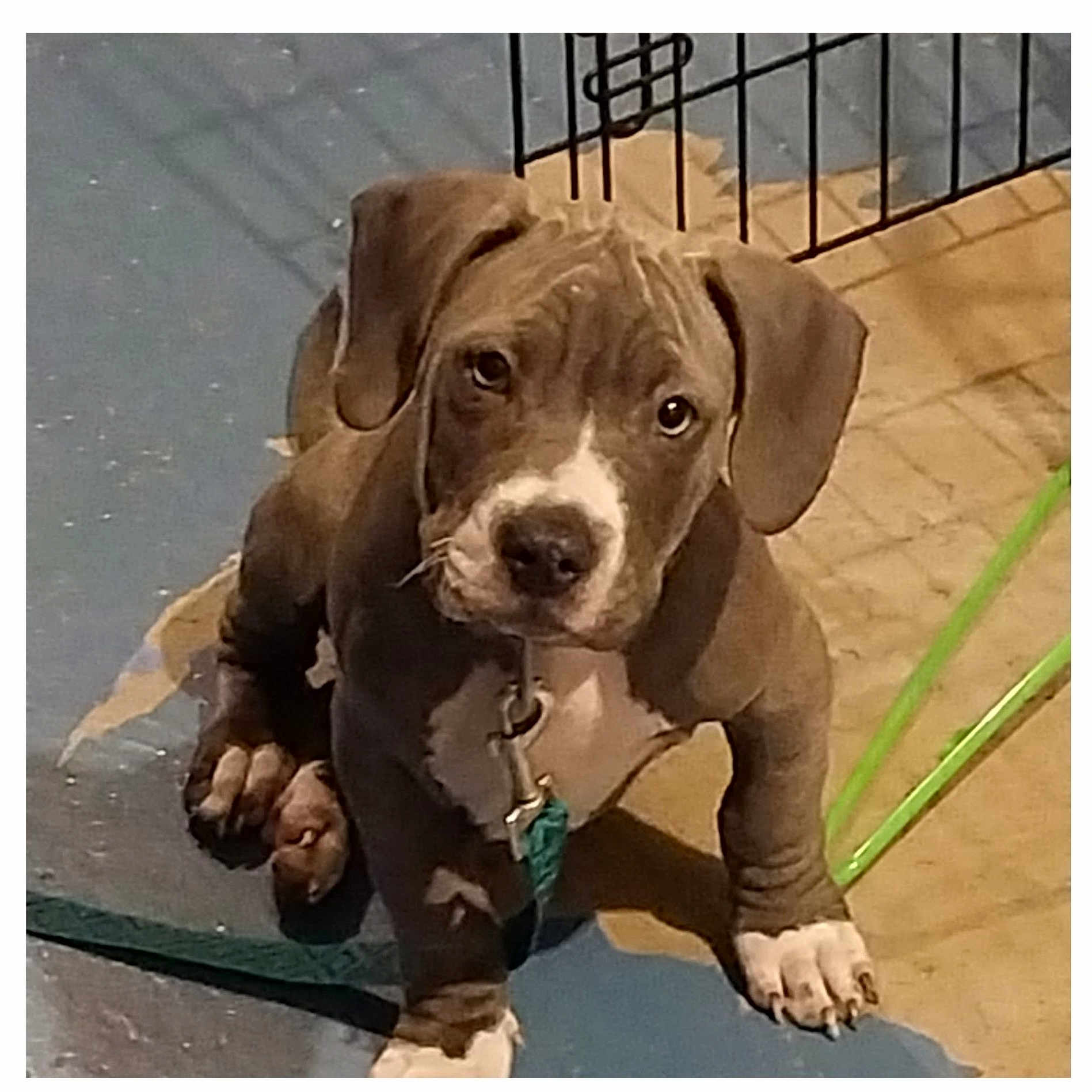 Sir Nicholas joined the competition — help win amazing prizes! accessories, animal, beagle, boxer, bulldog, canine, dog, frenchbulldog, greatdane, hound, labradorretriever, pet, pitbull, plywood, pointer, puppy, slate, snout, strap, wood