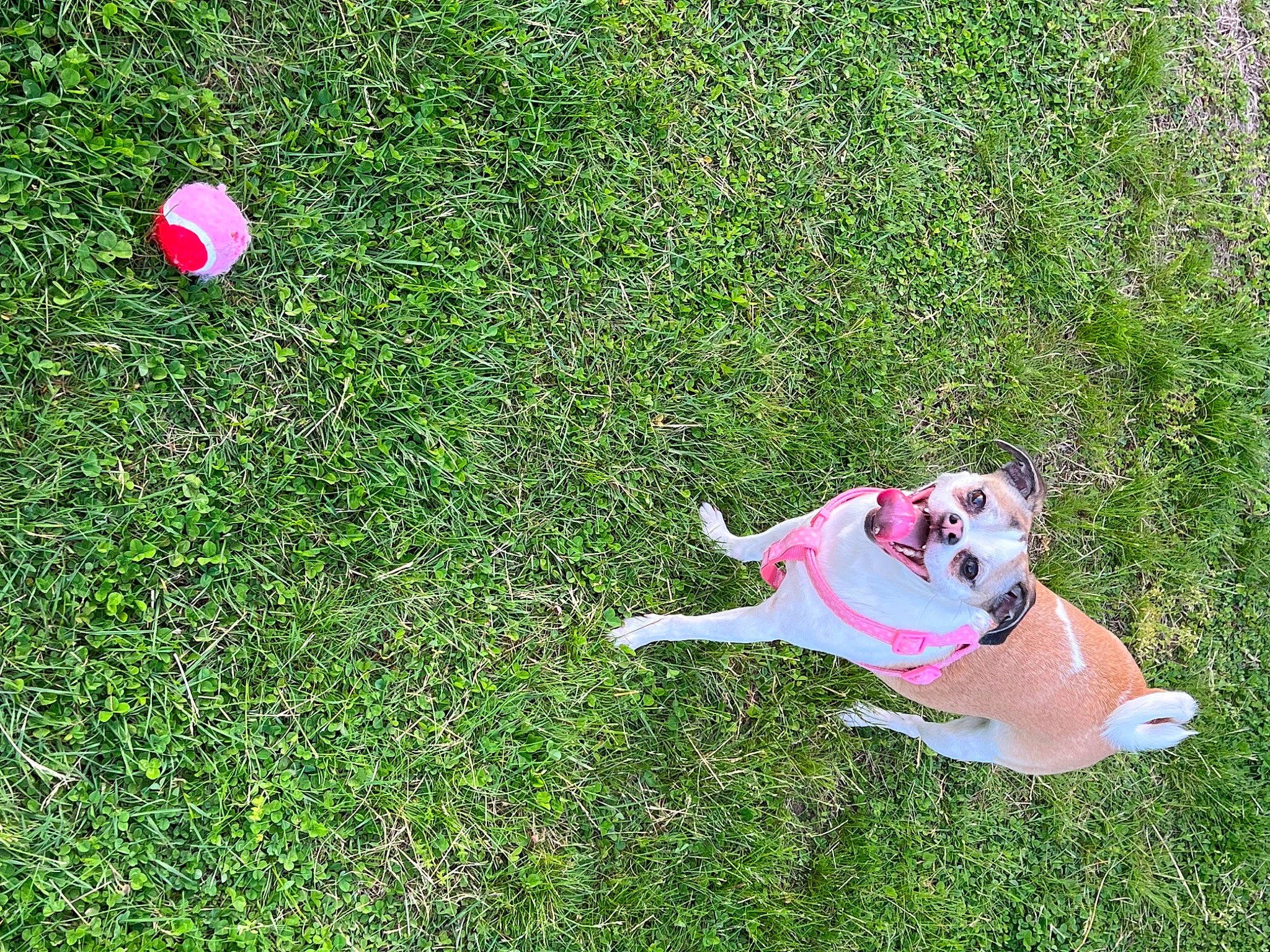 Piper joined the competition — help win amazing prizes! ball, canidae, carnivore, collar, companion_dog, dog, dog_breed, dog_collar, dog_supply, fawn, fun, grass, grassland, groundcover, happy, lawn, people_in_nature, plant, sporting_group, tail