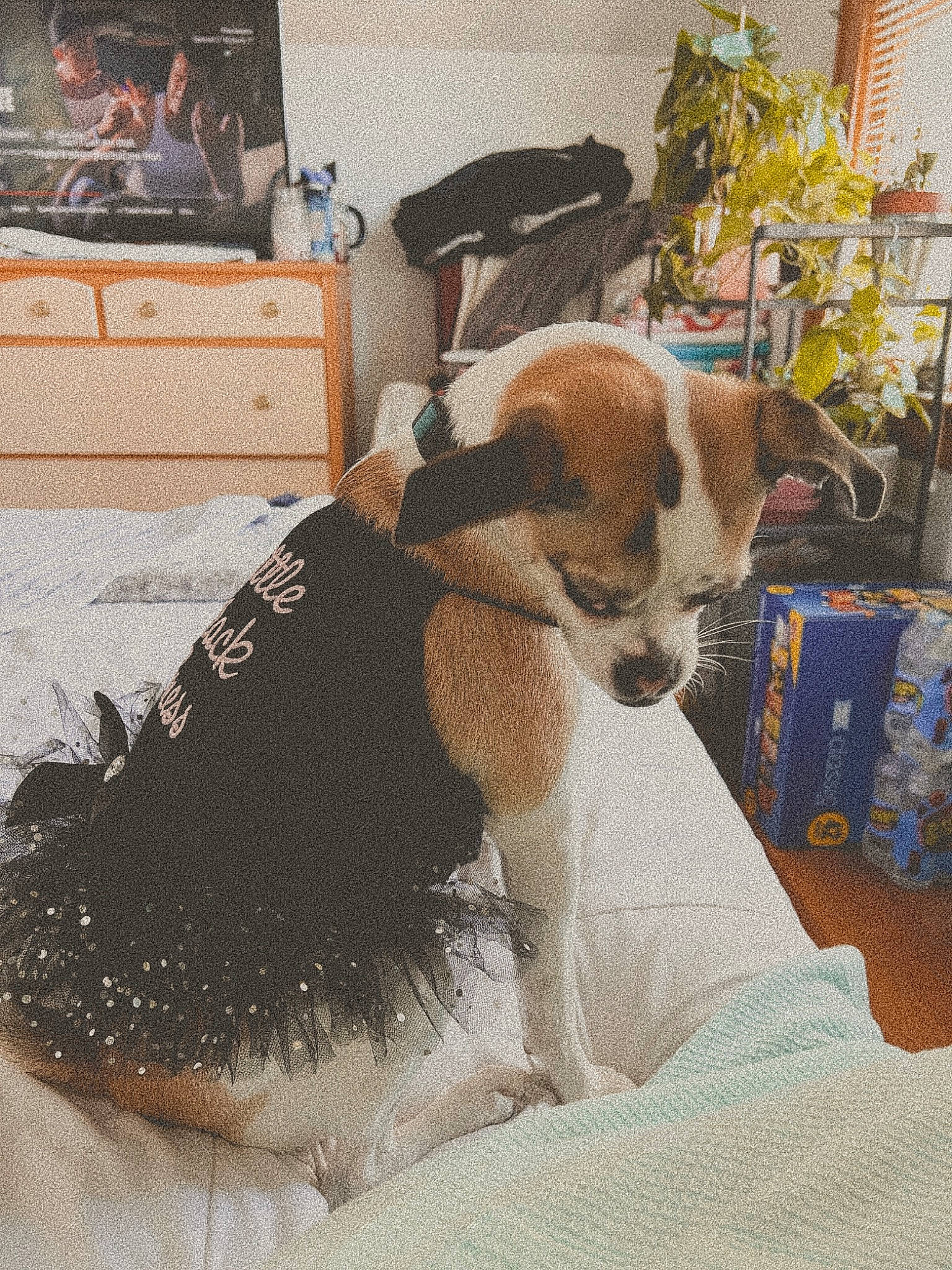 Piper joined the competition — help win amazing prizes! art, bag, canidae, carnivore, collar, comfort, companion_dog, dog, dog_breed, dog_supply, fawn, flooring, fur, linens, pet_supply, picture_frame, plant, snout, sporting_group, working_animal