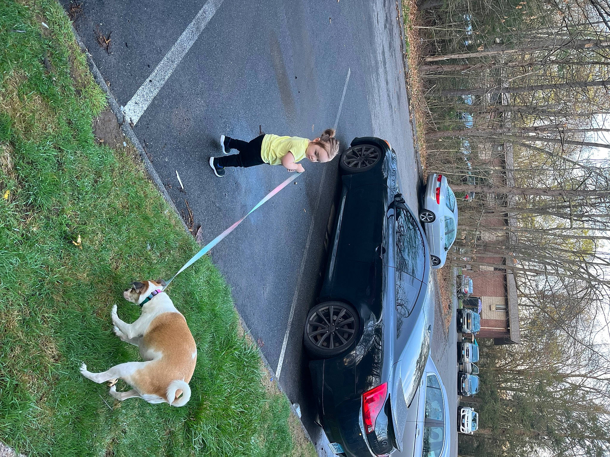 Piper joined the competition — help win amazing prizes! asphalt, automotive_exterior, automotive_lighting, automotive_tire, car, carnivore, collar, dog, line, motor_vehicle, pet_supply, plant, recreation, road_surface, tire, tree, vehicle, vehicle_door, wheel, window