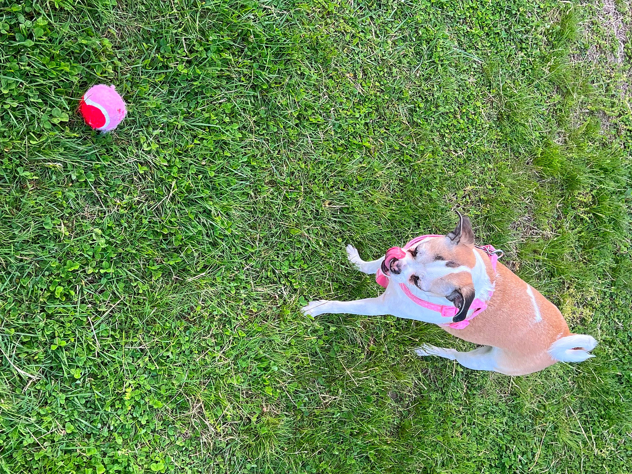 Piper joined the competition — help win amazing prizes! ball, canidae, carnivore, collar, companion_dog, dog, dog_breed, dog_supply, fawn, fun, grass, grassland, groundcover, lawn, people_in_nature, plant, recreation, sporting_group, tail, toy