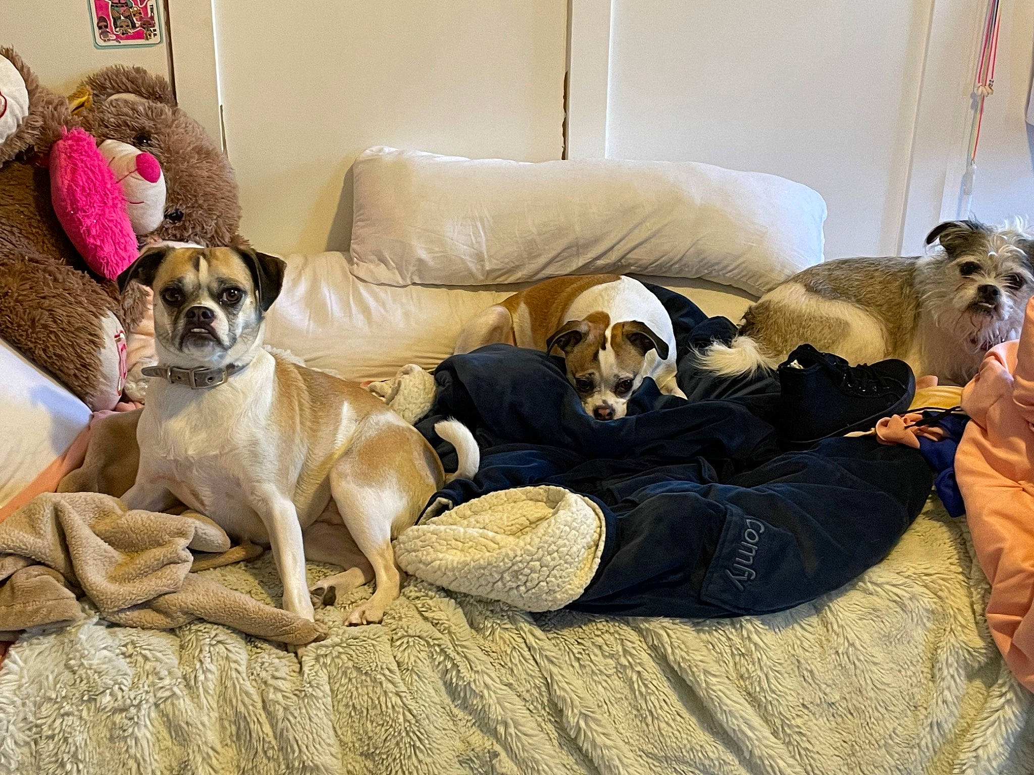 Luna is registered to the contest to win money with this photo: canidae, carnivore, comfort, companion_dog, couch, dog, dog_breed, dog_supply, fawn, flooring, fur, hardwood, linens, living_room, nap, paw, snout, sporting_group, toy_dog, working_animal