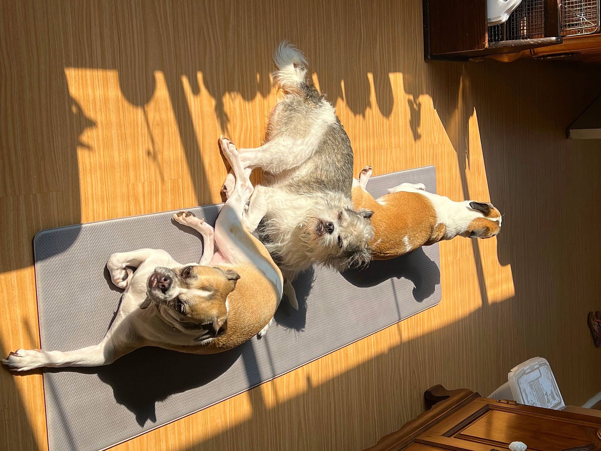 Luna joined the competition — help win amazing prizes! art, building, fawn, metal, room, sculpture, sporting_group, statue, tourist_attraction, visual_arts, window, wood