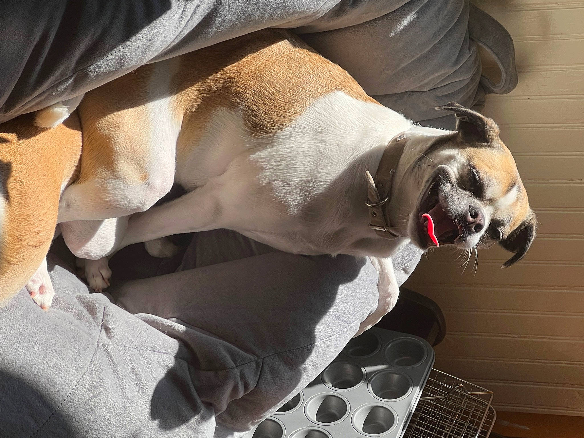 Luna is registered to the contest to win money with this photo: canidae, carnivore, collar, comfort, companion_dog, couch, dog, dog_breed, dog_supply, fawn, fur, human_leg, linens, pet_supply, pug, snout, sporting_group, toy_dog, whiskers, working_animal