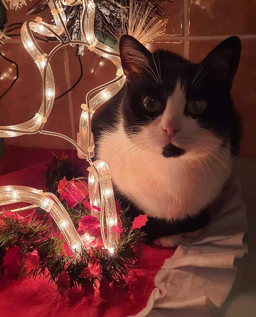 Cacahuète participe au concours pour gagner de l'argent avec cette photo : carmine, carnivore, cat, christmas_decoration, christmas_ornament, decoration, domestic_short_haired_cat, event, felidae, fur, holiday, interior_design, linens, ornament, plant, small_to_medium_sized_cats, snout, tail, whiskers, window
