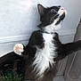 Nina joined the competition — help win amazing prizes! animal, black_and_white, cat, close_up, curious, domestic, feline, fur, glass, indoor, looking_up, nose, paw, pet, plant, reflection, standing, whisker, whiskers, window