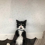 Nina is registered to the contest to win money with this photo: animal, black_and_white, cat, closeup, collar, curious, curtain, feline, fur, glass, green_eyes, home, indoor, paws, pet, plant, reflection, standing, whiskers, window