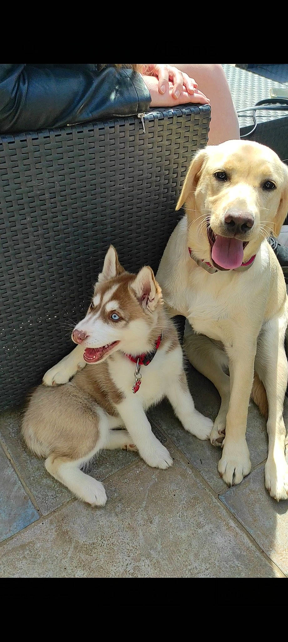 Lilo participe au concours pour gagner de l'argent avec cette photo : ancient_dog_breeds, canidae, carnivore, collar, companion_dog, dog, dog_breed, dog_collar, dog_supply, fawn, guard_dog, leash, paw, pet_supply, retriever, snout, sporting_group, tail, working_animal, working_dog