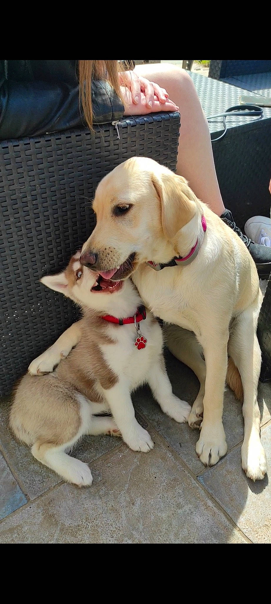 Maya a rejoint le concours — aidez-le/la à gagner de superbes lots ! ancient_dog_breeds, canidae, carnivore, collar, companion_dog, dog, dog_breed, dog_collar, dog_supply, fawn, fur, leash, paw, pet_supply, puppy, snout, sporting_group, tail, working_animal, working_dog