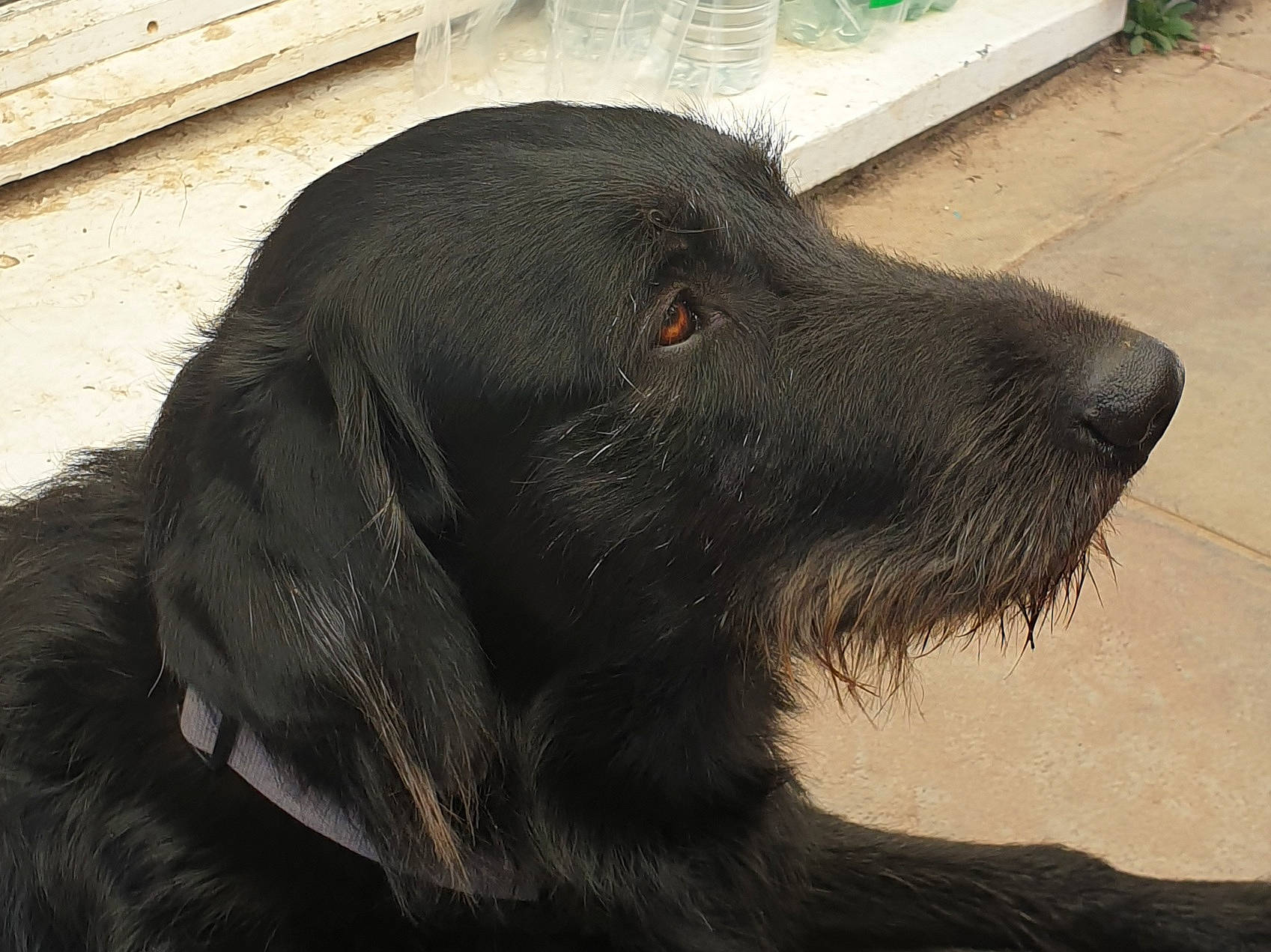 Dexter a rejoint le concours — aidez-le/la à gagner de superbes lots ! borador, canidae, carnivore, companion_dog, dog, dog_breed, dog_collar, fur, gun_dog, hunting_dog, liver, retriever, snout, sporting_group, terrestrial_animal, tints_and_shades, whiskers, working_animal