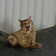 Aries is registered to the contest to win money with this photo: animal, cat, couch, feline, fur, ginger_cat, gray_couch, home, indoor, lazy, mammal, mouth_open, paws, pet, relaxed, resting, vertical_blinds, whiskers, window_covering, yawning