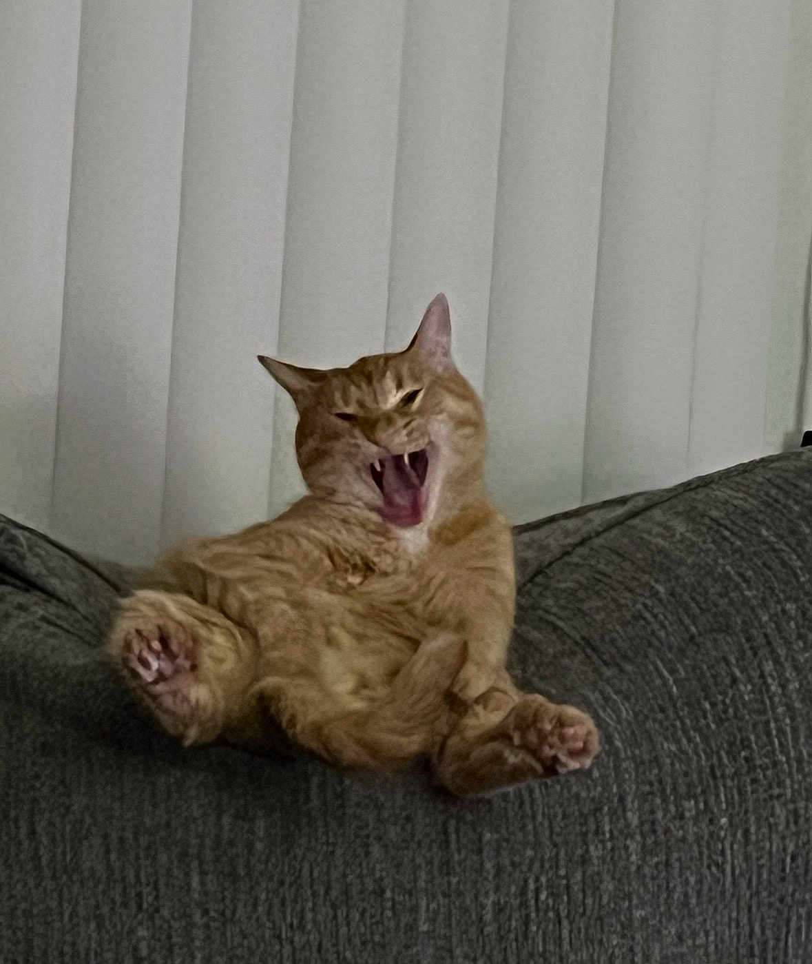 Aries is registered to the contest to win money with this photo: animal, cat, couch, feline, fur, ginger_cat, gray_couch, home, indoor, lazy, mammal, mouth_open, paws, pet, relaxed, resting, vertical_blinds, whiskers, window_covering, yawning