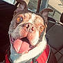 dog, pet, car_interior, red_harness, happy, tongue_out, close_up, sunlight, brown_and_white, ears_up, seat, window, leather_seat, daylight, animal, canine, portrait, excited, inside_car, seatbelt