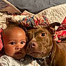 baby, dog, quilt, bed, blanket, indoor, child, pet, snuggle, portrait, cute, animal, infant, cozy, warm, face, expression, fur, clothing, resting