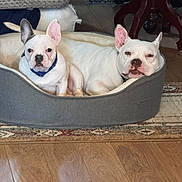 Walter Hank joined the competition — help win amazing prizes! dog, white_dog, dog_bed, wooden_floor, indoor, pet, canine, resting, relaxed, furniture, rug, companion, animal, cozy, two_dogs, ears, collar, domestic, home, floor