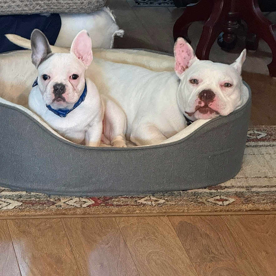 Walter Hank joined the competition — help win amazing prizes! animal, canine, collar, companion, cozy, dog, dog_bed, domestic, ears, floor, furniture, home, indoor, pet, relaxed, resting, rug, two_dogs, white_dog, wooden_floor