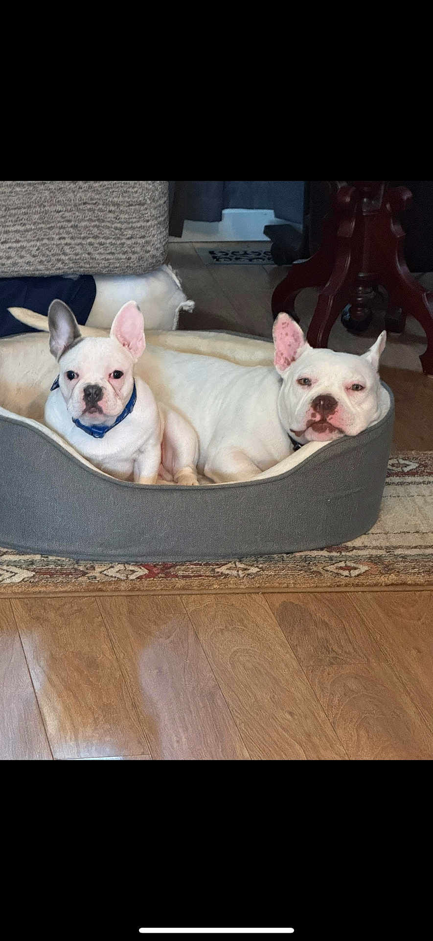 Walter Hank joined the competition — help win amazing prizes! dog, white_dog, dog_bed, wooden_floor, indoor, pet, canine, resting, relaxed, furniture, rug, companion, animal, cozy, two_dogs, ears, collar, domestic, home, floor
