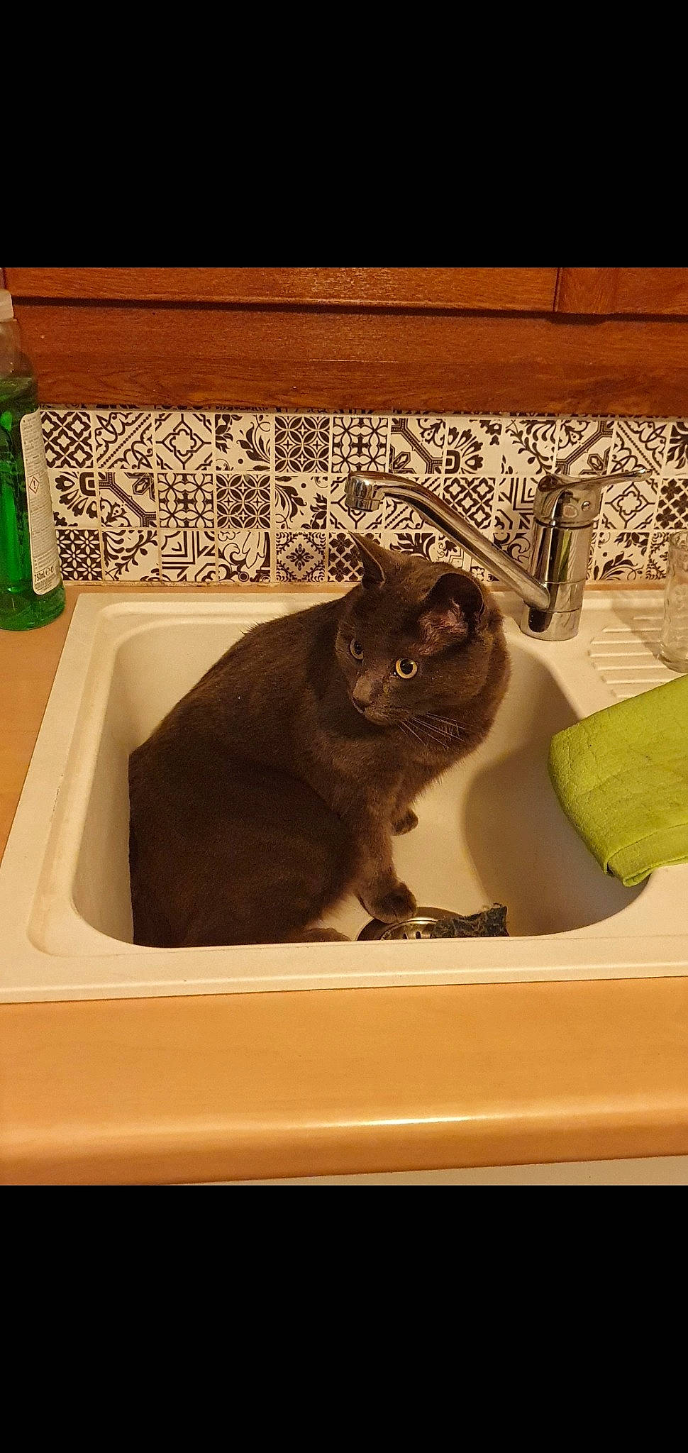 Miyuki a rejoint le concours — aidez-le/la à gagner de superbes lots ! bathroom_sink, brown, carnivore, cat, cat_supply, domestic_short_haired_cat, fawn, felidae, flooring, fur, hardwood, plumbing, plumbing_fixture, rectangle, room, sink, small_to_medium_sized_cats, tap, whiskers, wood