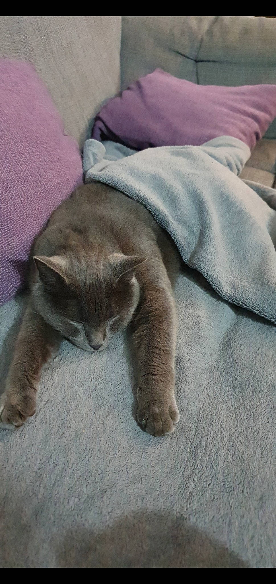 Miyuki participe au concours pour gagner de l'argent avec cette photo : carnivore, cat, claw, comfort, dog_breed, domestic_short_haired_cat, felidae, fur, grey, mammal, nap, russian_blue, small_to_medium_sized_cats, tail, terrestrial_animal, whiskers