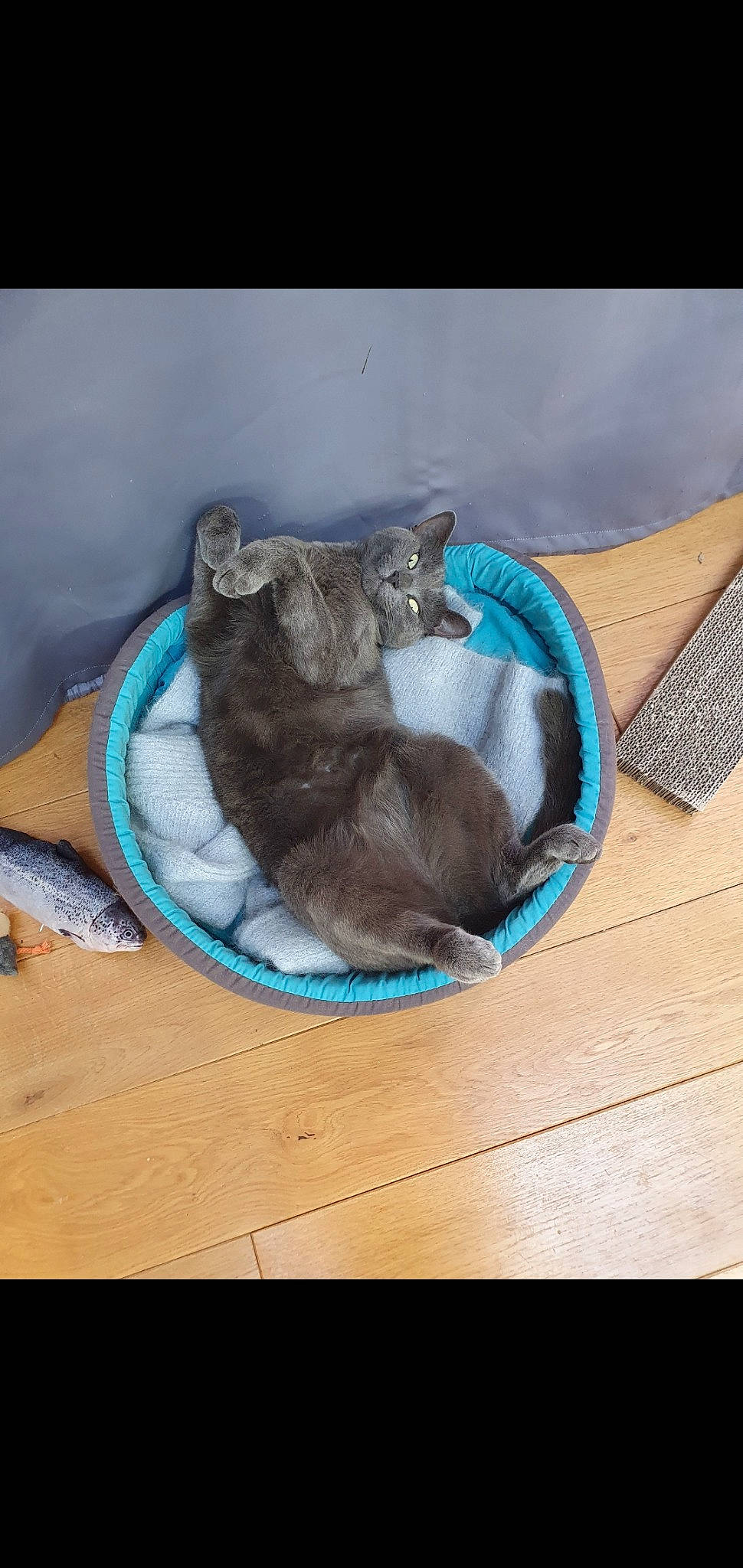 Miyuki a rejoint le concours — aidez-le/la à gagner de superbes lots ! black_cat, carnivore, cat, cat_bed, cat_supply, comfort, domestic_short_haired_cat, electric_blue, fashion_accessory, fawn, felidae, fur, grey, linens, nap, pet_supply, russian_blue, small_to_medium_sized_cats, tail, whiskers