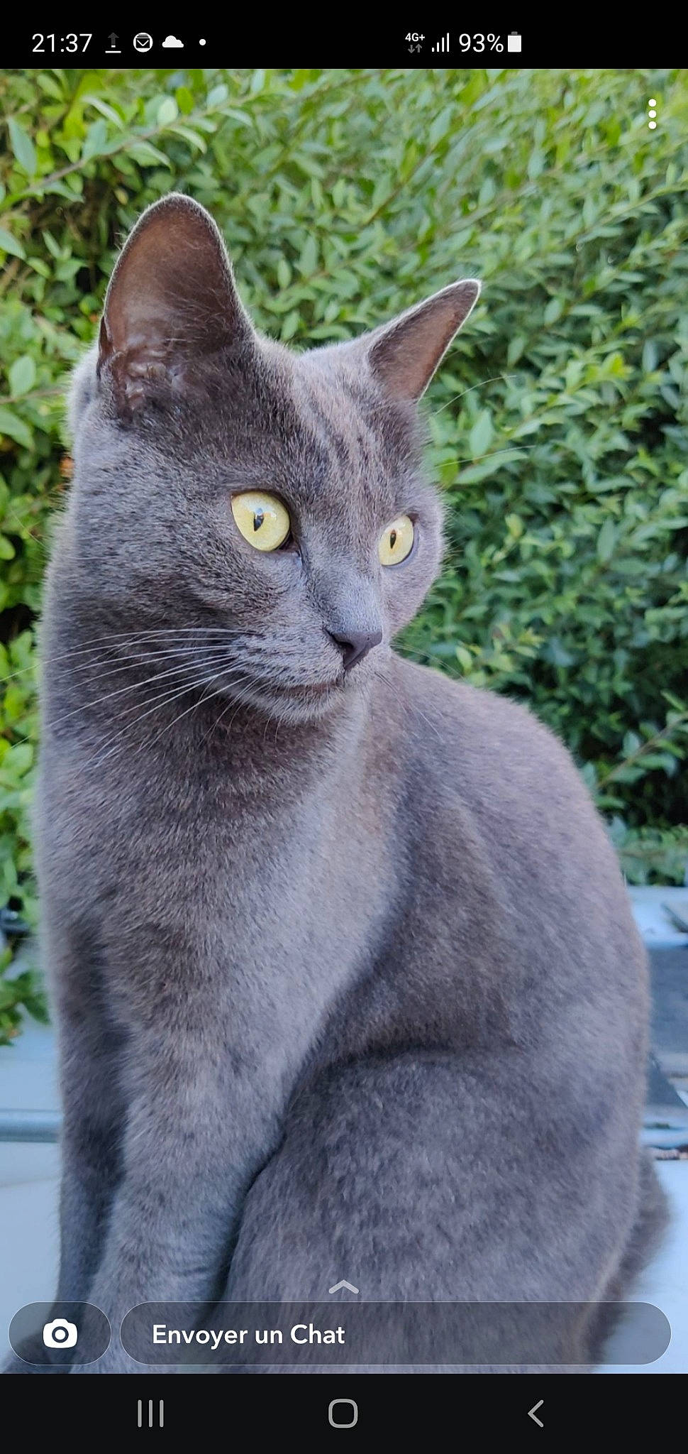 Miyuki a rejoint le concours — aidez-le/la à gagner de superbes lots ! carnivore, cat, domestic_short_haired_cat, felidae, grey, plant, russian_blue, small_to_medium_sized_cats, snout, terrestrial_animal, whiskers