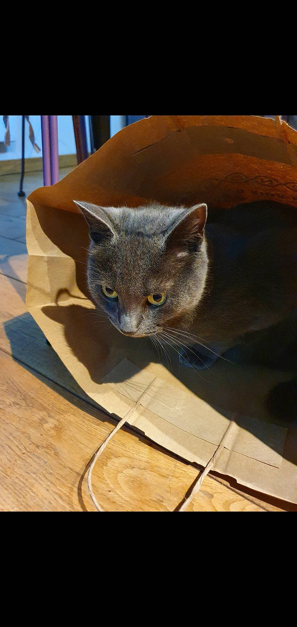 Miyuki participe au concours pour gagner de l'argent avec cette photo : carnivore, cat, cat_bed, cat_supply, chair, comfort, domestic_short_haired_cat, fawn, felidae, flooring, fur, grey, hardwood, russian_blue, small_to_medium_sized_cats, snout, tail, whiskers, wood